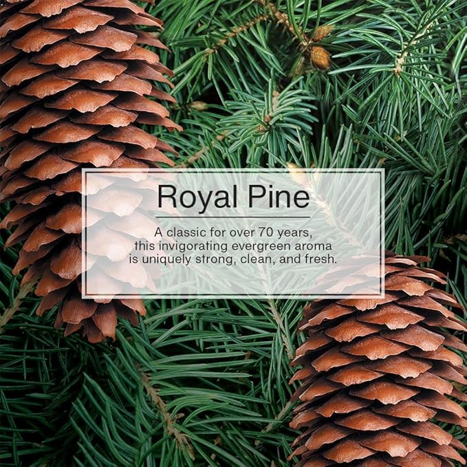 LITTLE TREES Car Air Freshener | Hanging Paper Tree for Home or Car | Royal Pine | 3 Pack